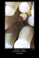 commensal shrimp - 60mm macro by Stewart Smith 